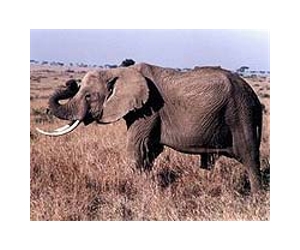 Malians mobilise to protect dwindling elephant population