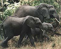 Botswana wildlife threatened by human encroachment