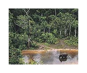 African rainforests said to be resilient