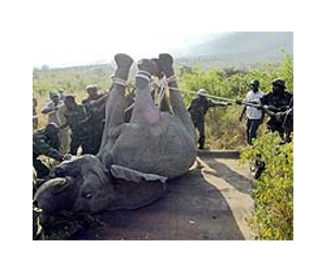 Poachers turned gamekeepers protect Kenya's elephants