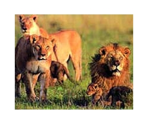 Zambia bans lion, leopard hunting