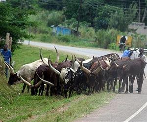 Pastoralism offer best hope for combating African dryland droughts