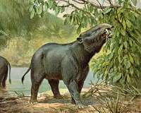 Early human ancestors not to blame for extinctions of giant African mammals