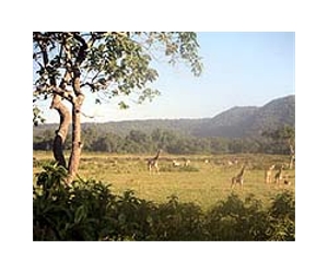 Six Million Years of African Savanna