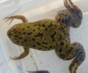 Frog once imported for pregnancy testing brought deadly amphibian disease to US