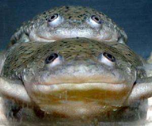 Herbicide spurs reproductive problems in many animals