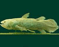 Fish that outlived dinosaurs reveals secrets of ancient skull evolution