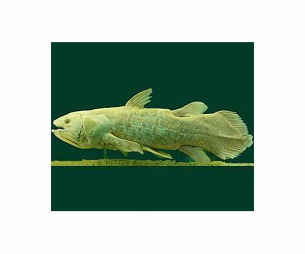 African coelacanth fish evolved dozens of new genes just 10M years ago