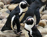 African penguin numbers in sharp decline: scientists