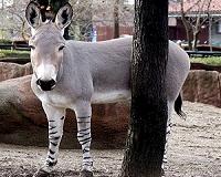 China 'medicine' demand threatens world donkey population: report