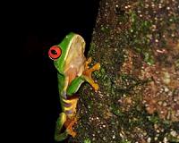 Complex bacterial challenge in fight against deadly amphibian disease