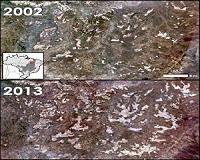 Massive deforestation discovered in Brazil's Cerrado region