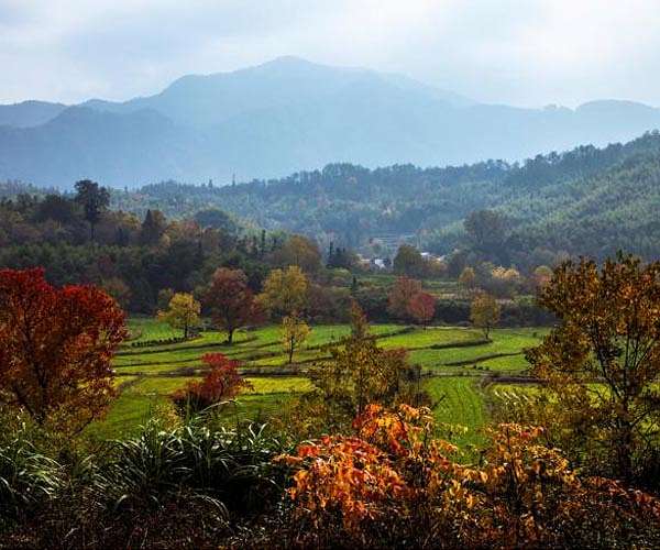 One in three tree species at risk of extinction: report