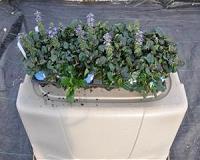 Plantable containers show promise for use in groundcover production, landscaping