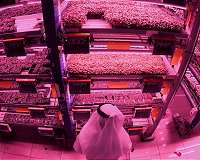 High-tech farmers sow seeds of revolution in Dubai desert