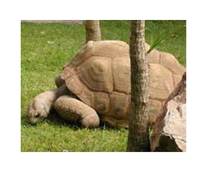 Giant tortoises show rewilding can work