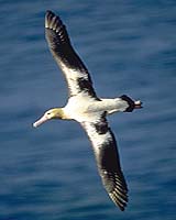 Big-Brained Birds Survive Better