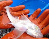 Rare Albino Ratfish Has Eerie Silvery Sheen