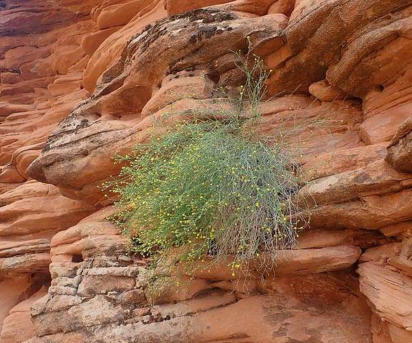 With rapidly increasing heat and drought, can plants adapt?