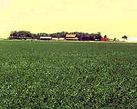 Oregano Oil Works As Well As Synthetic Insecticides To Tackle Common Beetle Pest
