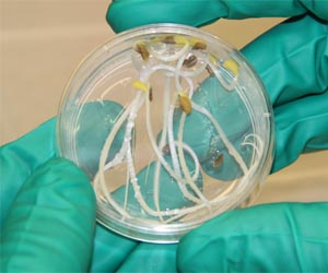 NASA Selects 31 Space Biology Research Proposals