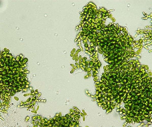 These freeze-drying algae can awaken from cryostasis, could help spaceflights go farther