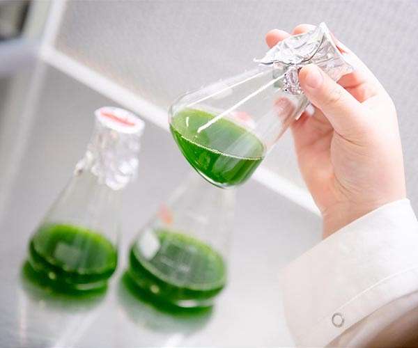 UK start-up behind algae-based packaging bids for Earthshot glory