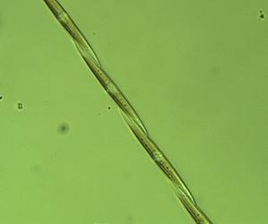 Algae for your fuel tank
