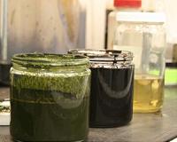 Algae could be a new green power source
