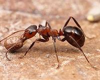Scientists study biomechanics behind amazing ant strength