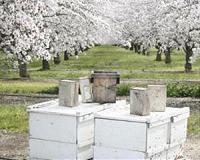 Spanish farmers go nuts for almonds as global demand booms