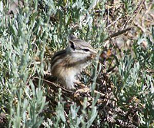 Yosemite's alpine chipmunks take genetic hit from climate change