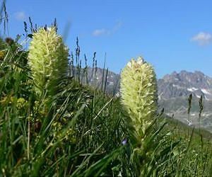 Glacial history affects shape and growth habit of alpine plants