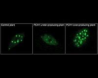 Scientists discover how plants tailor growth to the seasons