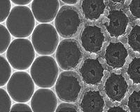 Mimicking a sweet solution to mop up pollution