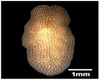 A small coral-eating worm may mean big trouble for reefs