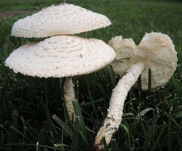 Picky protection rules hamper Swiss mushrooming craze