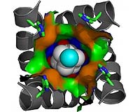 Penn Researchers Discover New Target For Preventing And Treating Flu