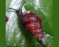 More than a shield: New snail species uses shell as a weapon