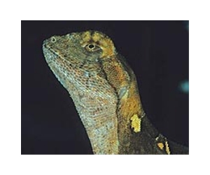 Climate change to kill off a fifth of world's lizards: study