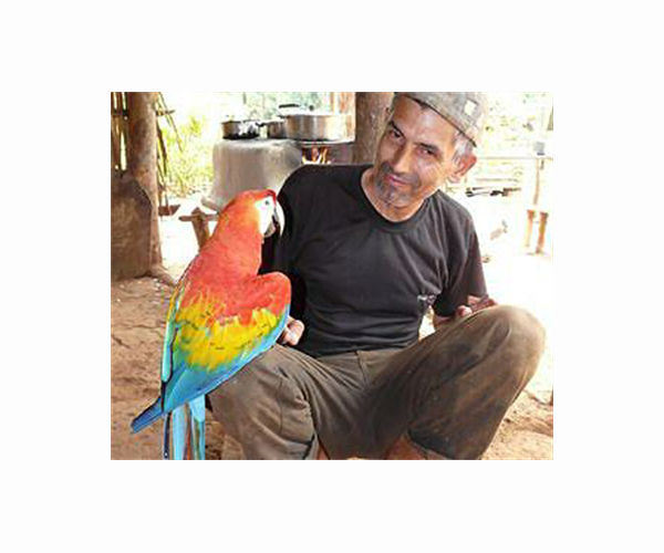Amazon birds becoming smaller, longer-winged due to climate change