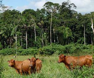 Amazon deforestation brings loss of microbial communities