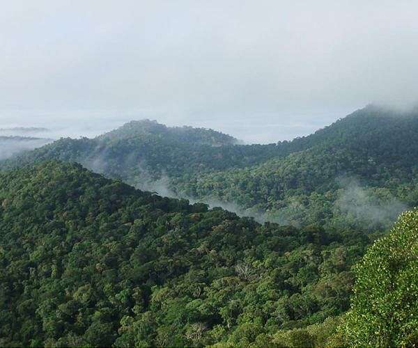 Index ranks vulnerability of rainforests to climate and human impacts