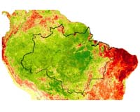 Peru Launches Drive To Regrow Lost Forests And Jungles
