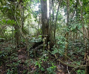 Gold prices spur six-fold spike in Amazon deforestation