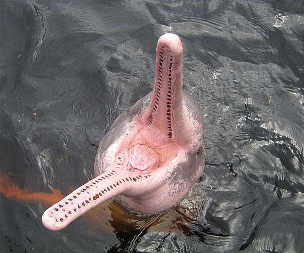 French court orders fishing bans to protect dolphins