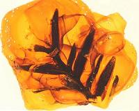 One secret of ancient amber revealed