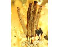 Researchers discover oldest fossilized slime mold