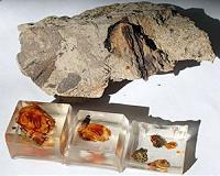 Secrets of Dinosaur Ecology Found in Fragile Amber