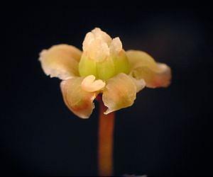 DNA of storied plant provides insight into the evolution of flowering plants